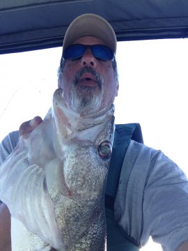 Lake Erie walleye fishing charter trip near Monroe Michigan