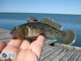 Lake Ontario fish species