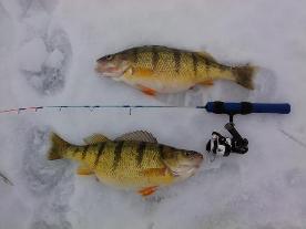 Two yellow perch caught while ice fishing.