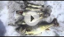 Lack of Oxygen killing all sizes of fish on Lake of The